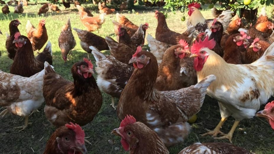 Bir tavukçu kurtarıldı diğeri iflas etti