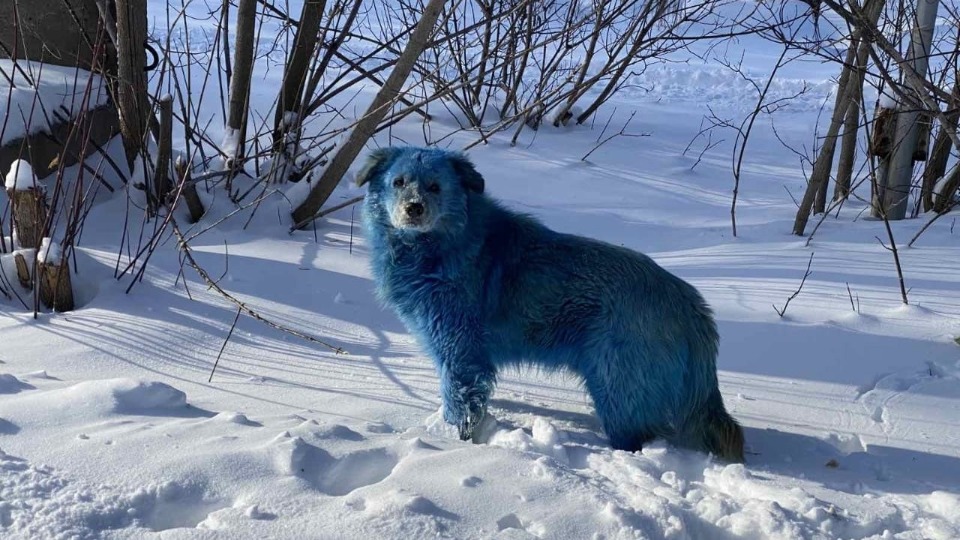 Kimya fabrikasının çevresinde mavi renkli köpeklerle karşılan halk araştırma istedi