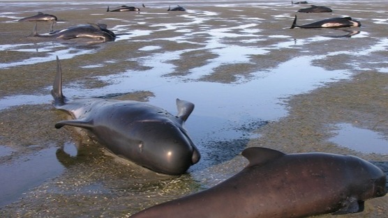 Çin’de 12 balina karaya vurdu