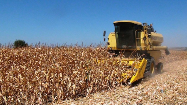 Çukurova'da mısır hasadı: Rekoltenin düşük olması bekleniyor