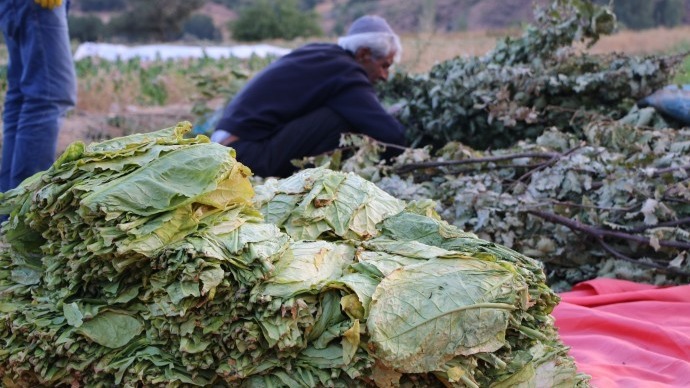 50 yıldır gün boyu tütün tarlasında