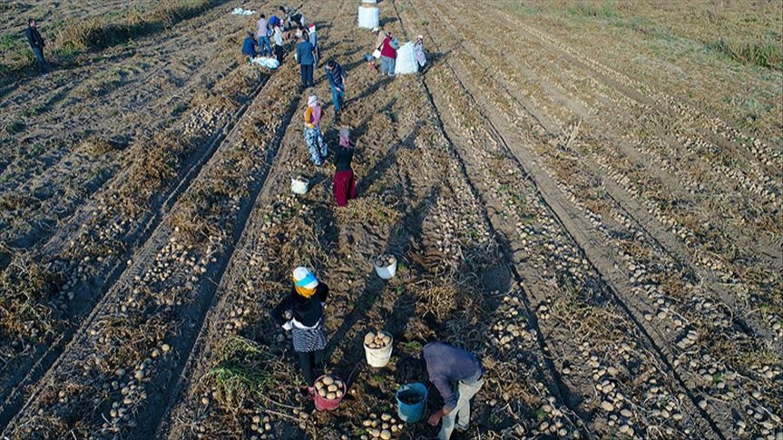 Mevsimlik tarım işçisi: 6 aydır ekiyoruz, biçiyoruz emeğimizin karşılığını alamıyoruz