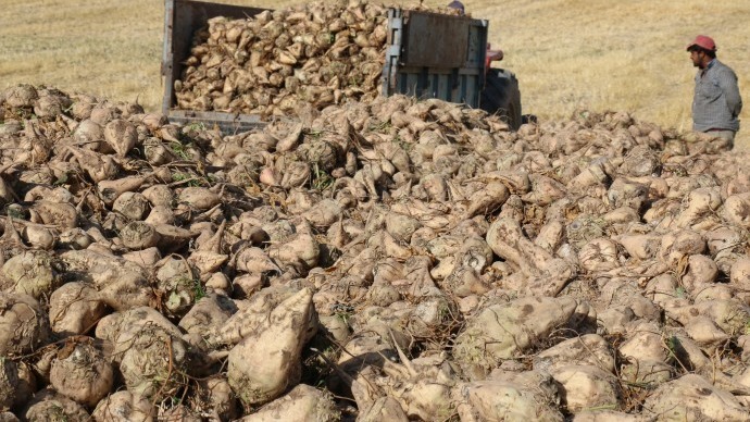 Şeker pancarı yetiştiricisi kota mağduru