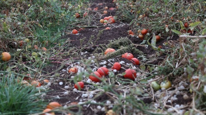 Çiftçiler domatesleri tarlada bıraktı
